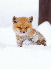 [백도] 여우신 이야기