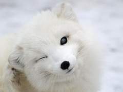 제 여친은 북극여우입니다🥶ver. 오이카와 토오루