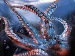 2H73) 옥토퍼스 (Octopus, 2000)