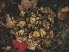 [ROTTMNT/리오+도니] ilya