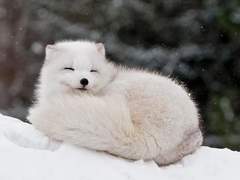 여우신 이야기 2