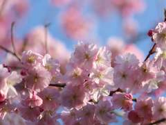 매화점점(梅花漸漸) - 2