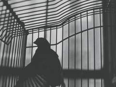 [고골도스] 날고 싶지 않아