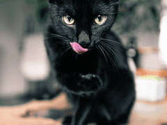 집사, 친구, 그리고 개