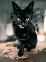 집사와 주인, 그리고 용병