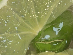 야마구치 하쿠토 / XY / 2학년