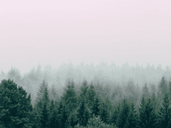 신비한 숲(6) 完