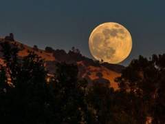 아니 제가 반려라고요? 21세기에 늑대는 무슨