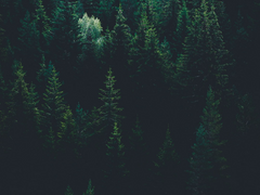 숲의 초대 6 (完)