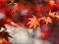 연성모음_불만랑