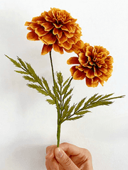 Marigold