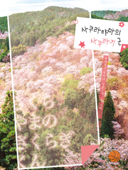 [完] 사쿠라야마의 사쿠라기 군