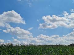 [다자츄] 무조건 이기는 게임