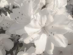 세계 최고의 생명공학박사-