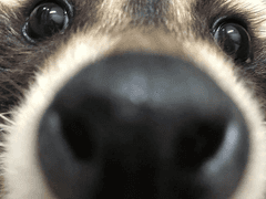 너구리라도 될 걸 그랬어 D