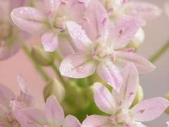 사랑하는 나의 정원에게