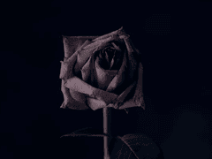 어느 마녀의 기도