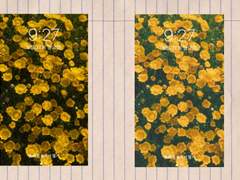 들국화는 겨울에도 꽃봉오리를 피워내고 /아이폰 배경화면