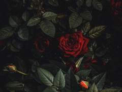 [다자츄 전력] 게임