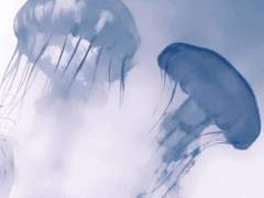 별하나, 달 하나.