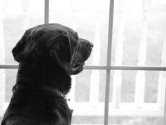 우견호 / 36 / 명월