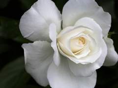 이것도 마술이라 할 수 있는가?