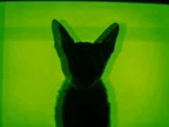 큐마 콘자쿠라!