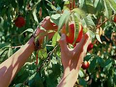 [준수태성] 8월 끝물의 여름복숭아