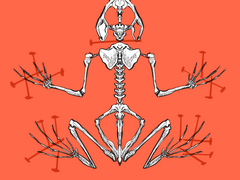 1 잇새의 청개구리