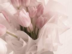 5년차 프아의 식욕억제 방법