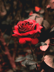 [로판괴담] 불청객The Gatecrasher