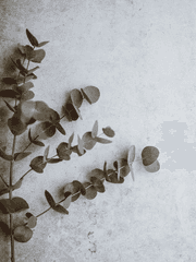 하룻강아지와 범