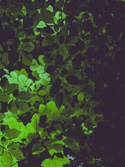 숨겨진 행운 설명서