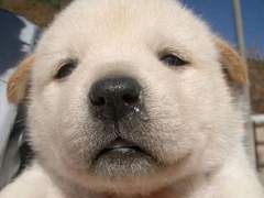 동급생이 강아지로 변해버렸어..