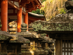 붉은 단풍 아래