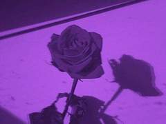 말버릇이 특이한 걔