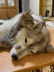 내가 보고싶은거