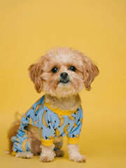 애견인의 첫사랑