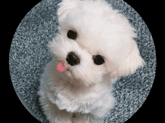 어느 날 갑자기 강아지가 되었다 1