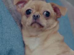 [세미도이] 개만도 못한