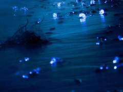 대를 위한 소의 희생