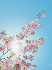 청춘을 지켜라 (完)