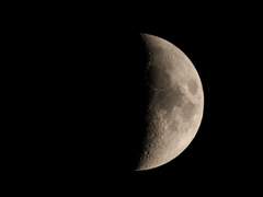 이브닝 프림로즈(1)