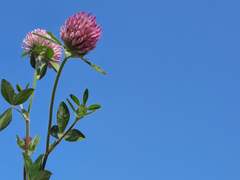 제가 바로 그' 용의자'랍니다