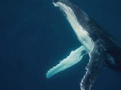 이방인: 이제 겨우 고래를,