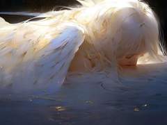 그날 천사는 죽을 힘을 다해 울었다