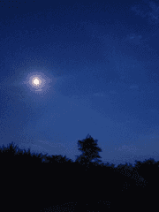 슬럼가에서 용이났다.