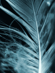 무지無知의 낙원 속 과실