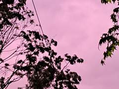 아리아드네_ 리니 드림주 (드림 종료)