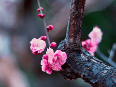 매화는 계속 피어난다#2